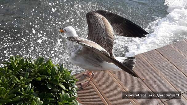photo 1571823