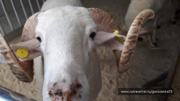 photo 1571834