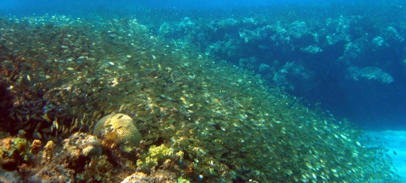 photo 269057