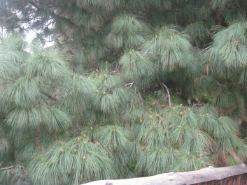 photo 715336