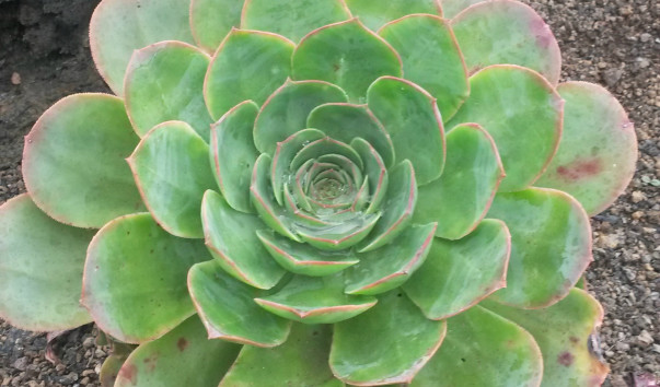 6