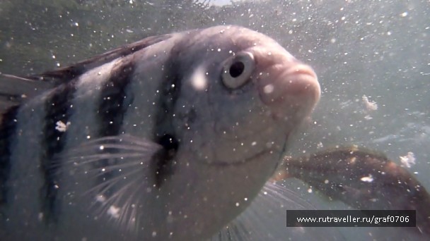 photo 483445