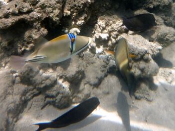 photo 483447
