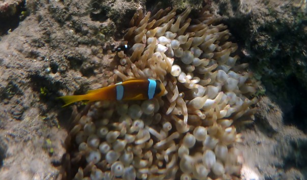 P1030596