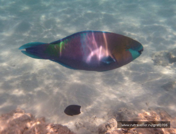 photo 483452