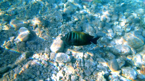 photo 483454