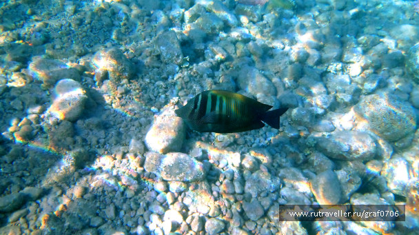 photo 483454