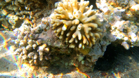 photo 483455