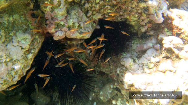 photo 483456