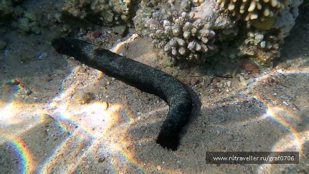 photo 483458