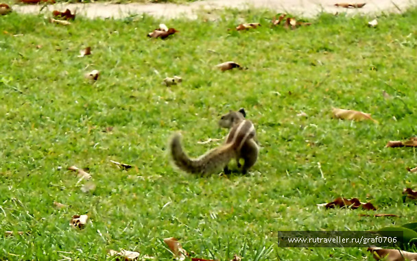 photo 629425