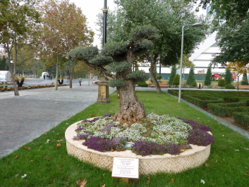photo 520130