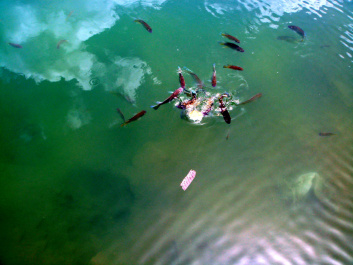photo 485710