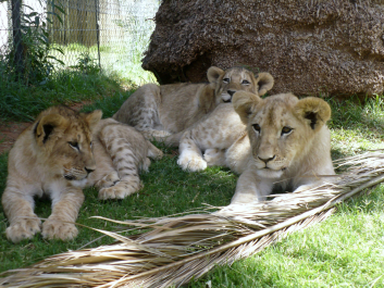 photo 617534
