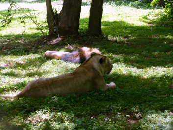 photo 485020