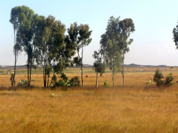 photo 490404