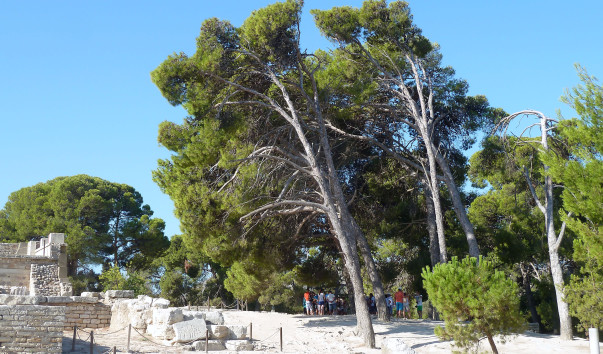 P1190613