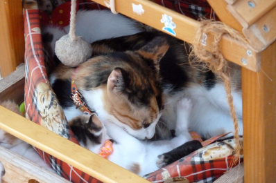 photo 1372436