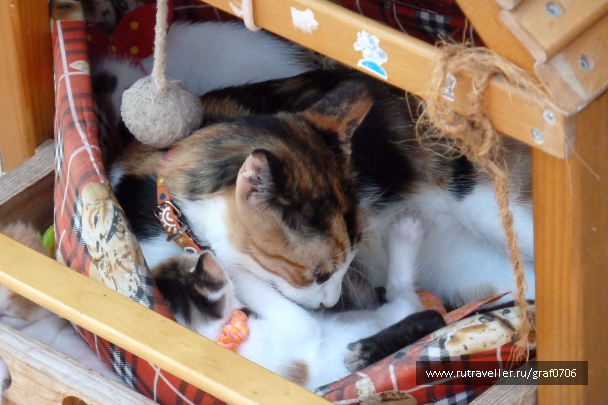 photo 1372436