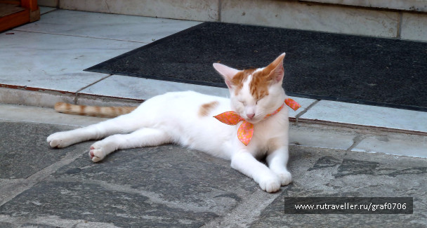 photo 1372437
