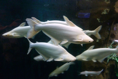 photo 1447190