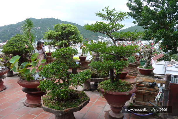 photo 1447209