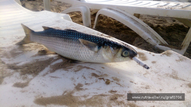 photo 1522451