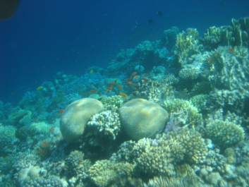 photo 577346