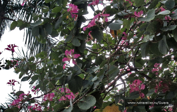 photo 1438059