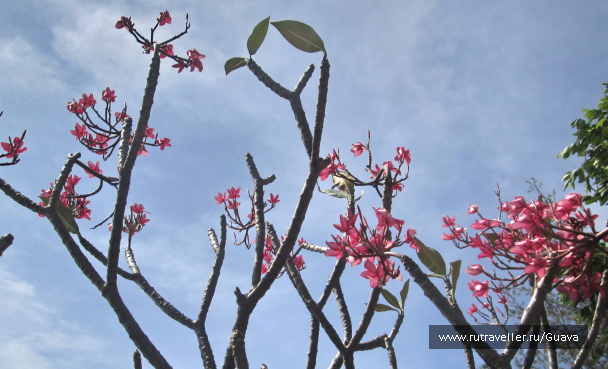 photo 1440645