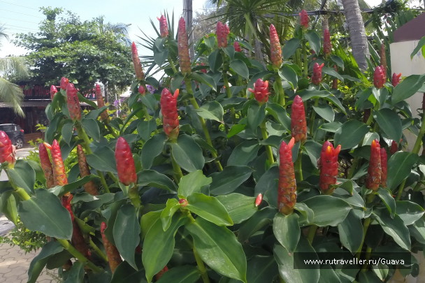 photo 1440987