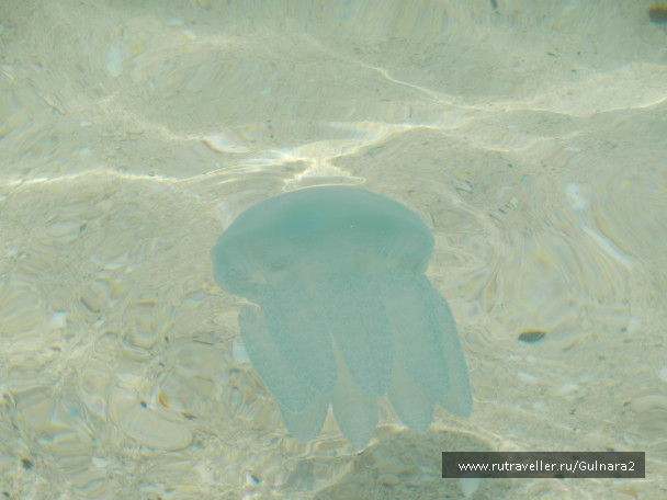 photo 487816