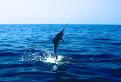 photo 776592