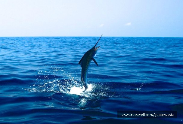 photo 776592