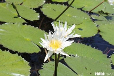 photo 776611