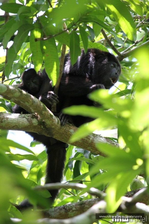 photo 776821
