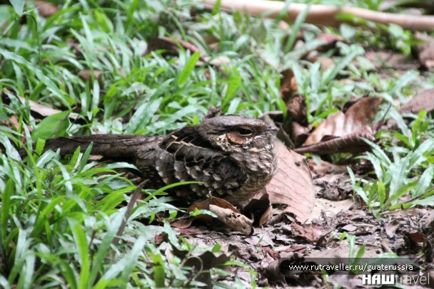 photo 776839