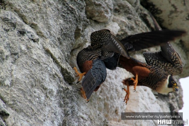 photo 776842