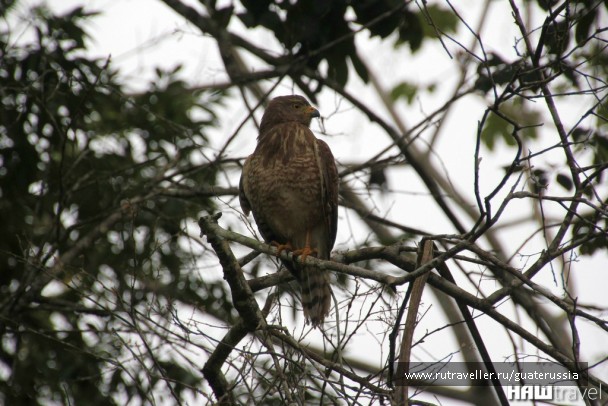 photo 776846