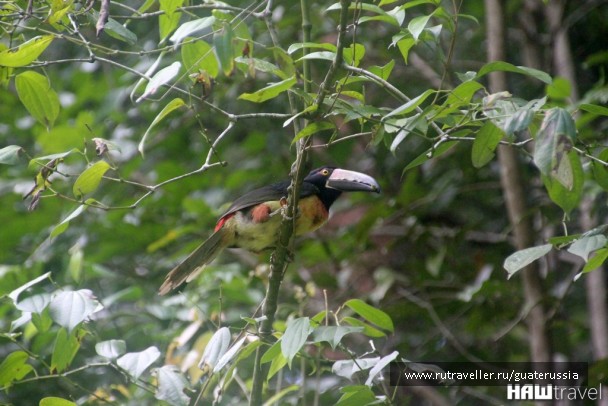 photo 776850
