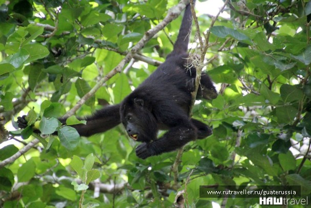 photo 776854