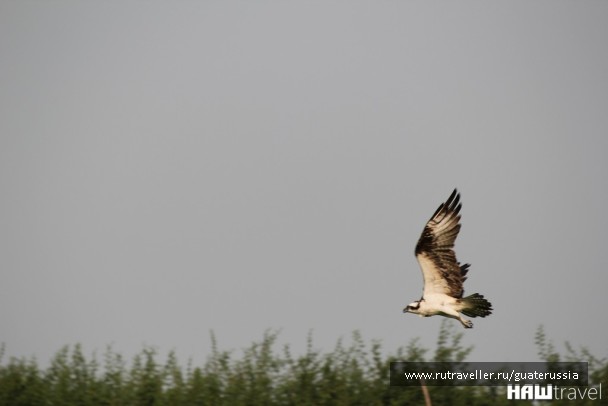 photo 776863