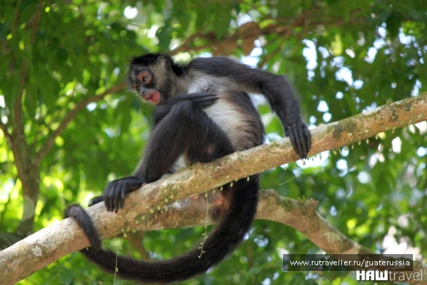 photo 776867