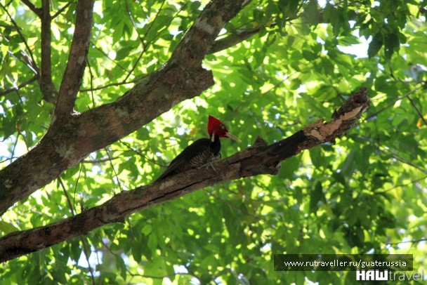 photo 776868