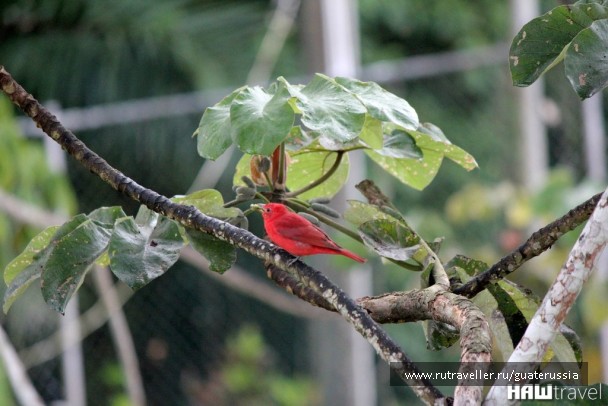 photo 776873