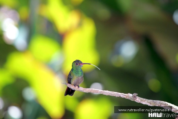 photo 776881