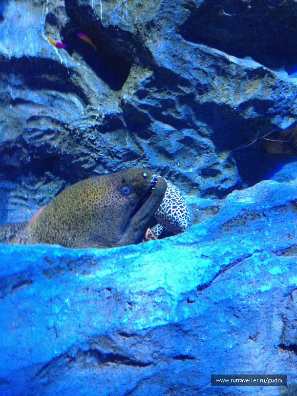 photo 991491