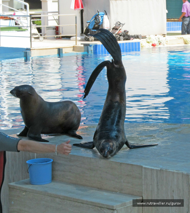 photo 237155