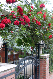 photo 246033
