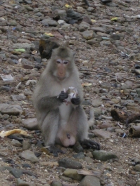 photo 294889